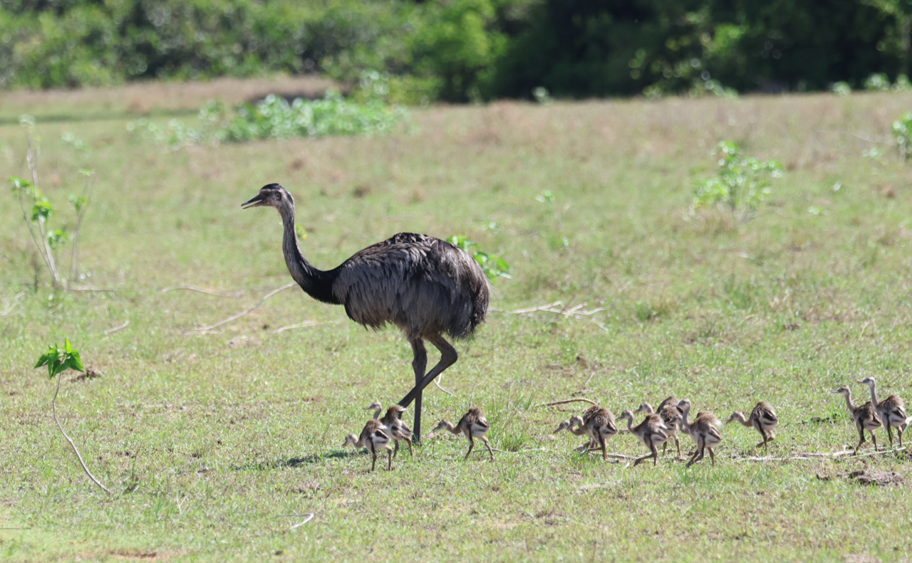 Greater Rhea