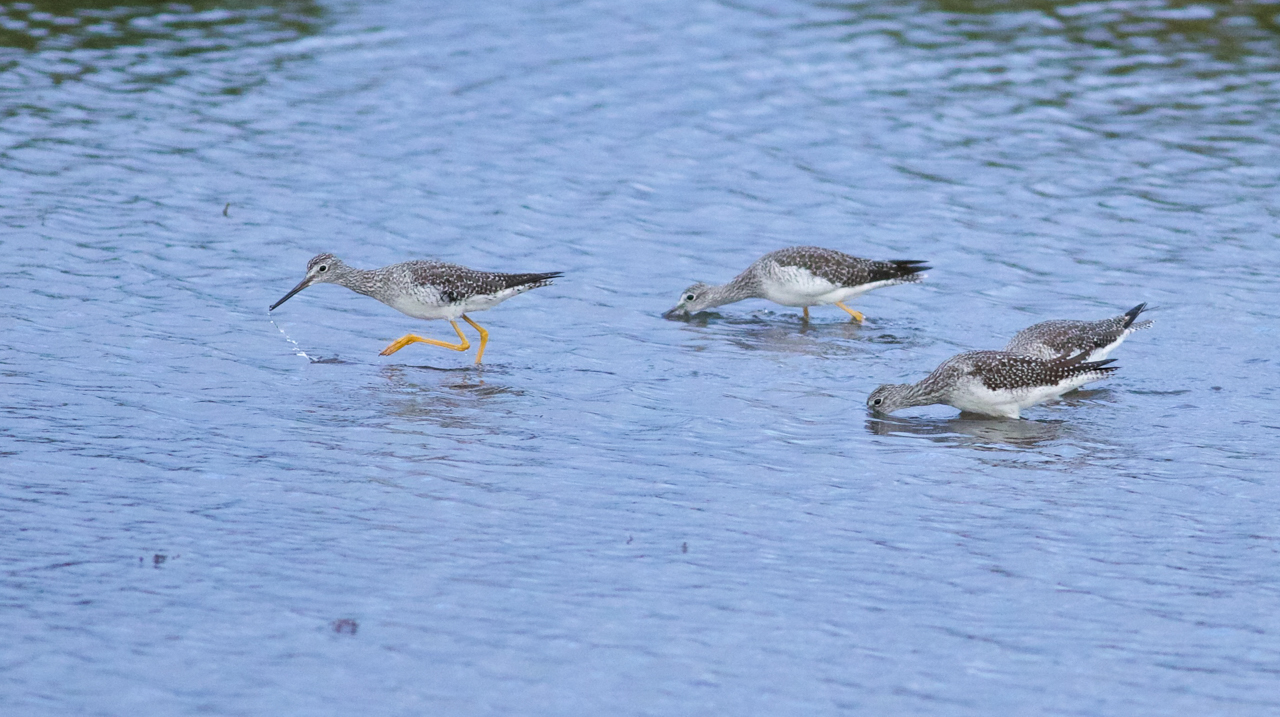 Greater Yellowlegs feeding 