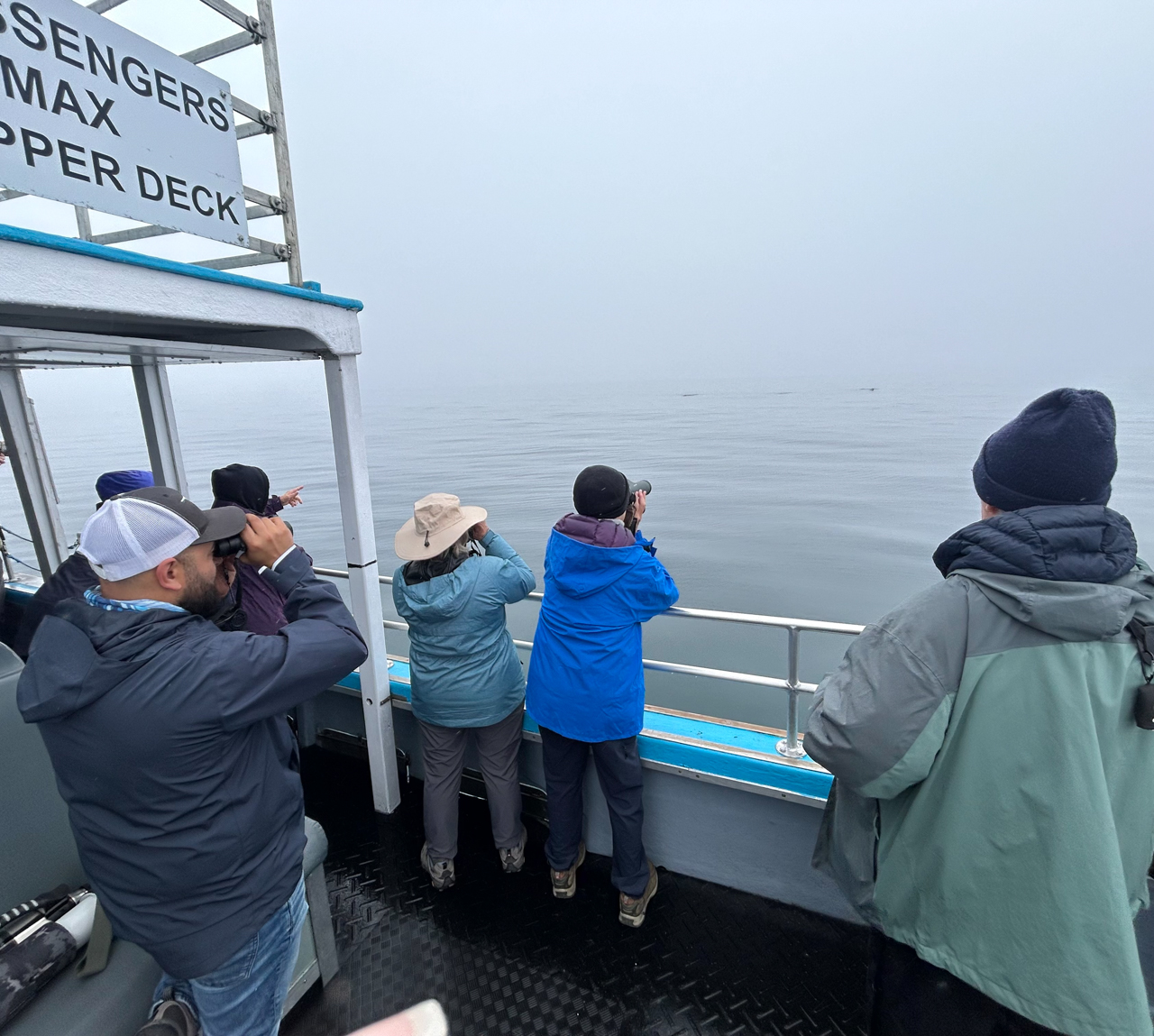 Group looking at 3 Humpback Whales 