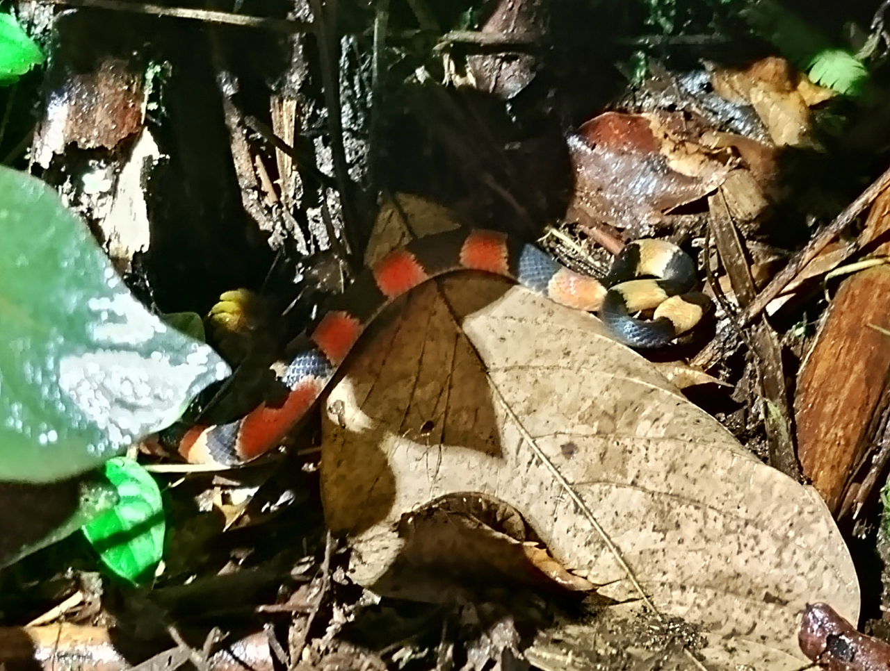 Halloween Snake
