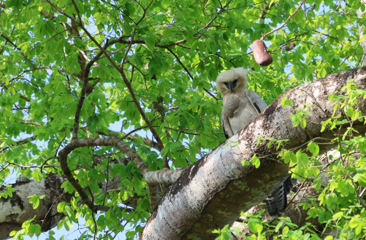 Harpy Eagle