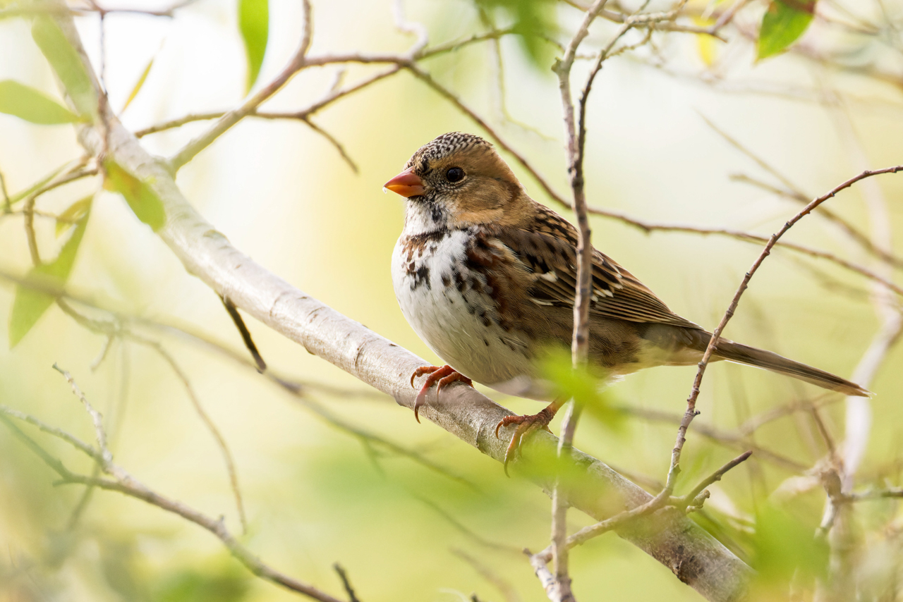 Harris's Sparrow