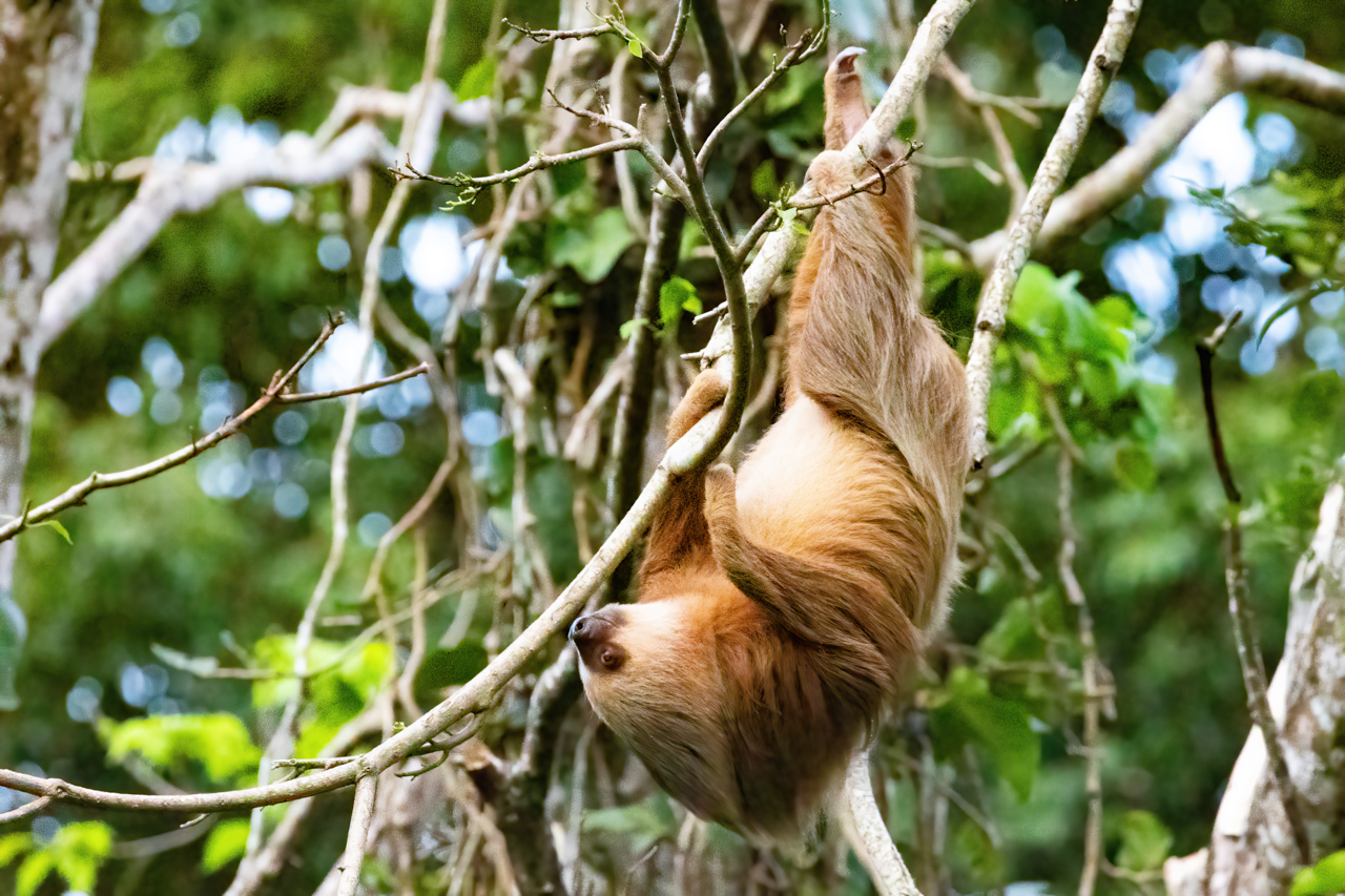 Hoffmann's Two-toed Sloth