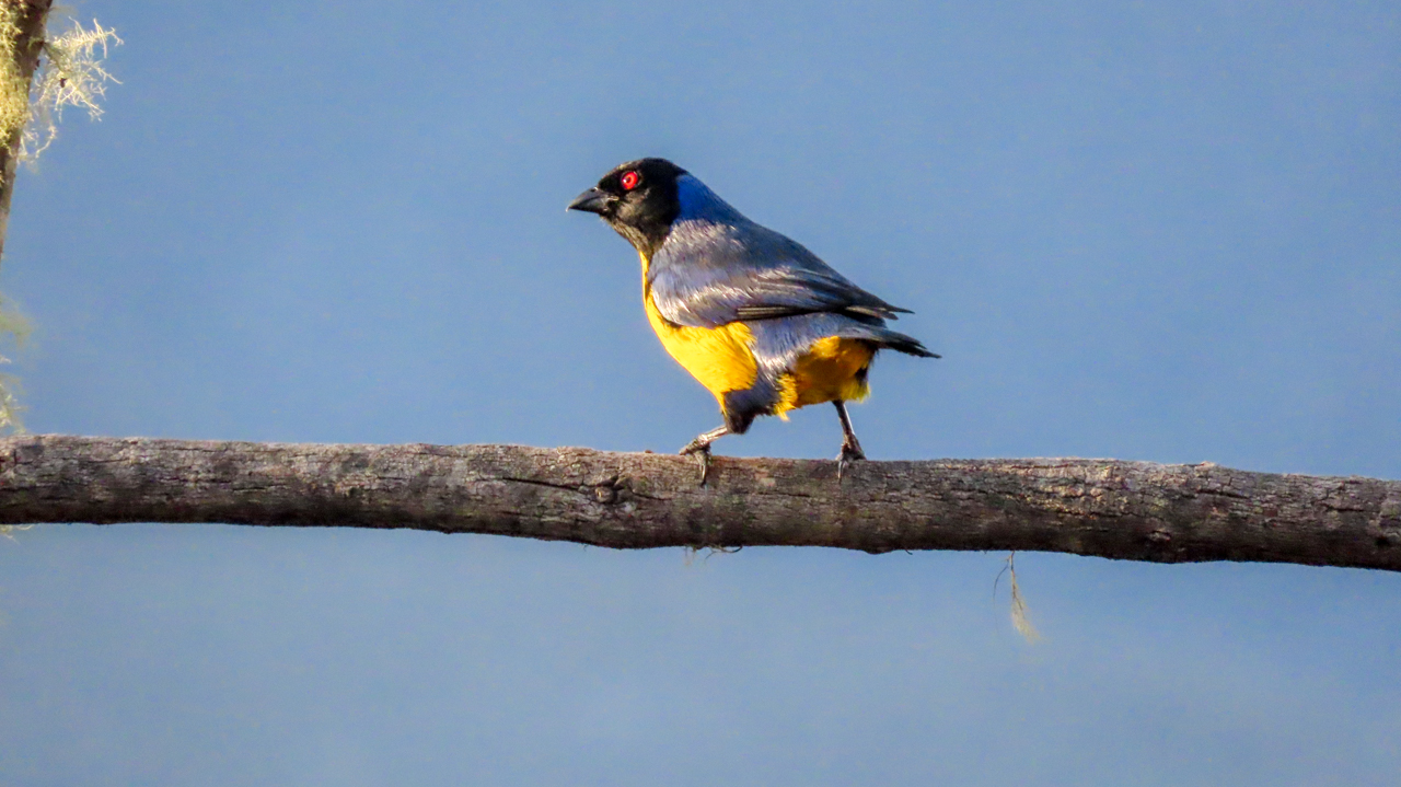 Hooded Mountain-Tanager
