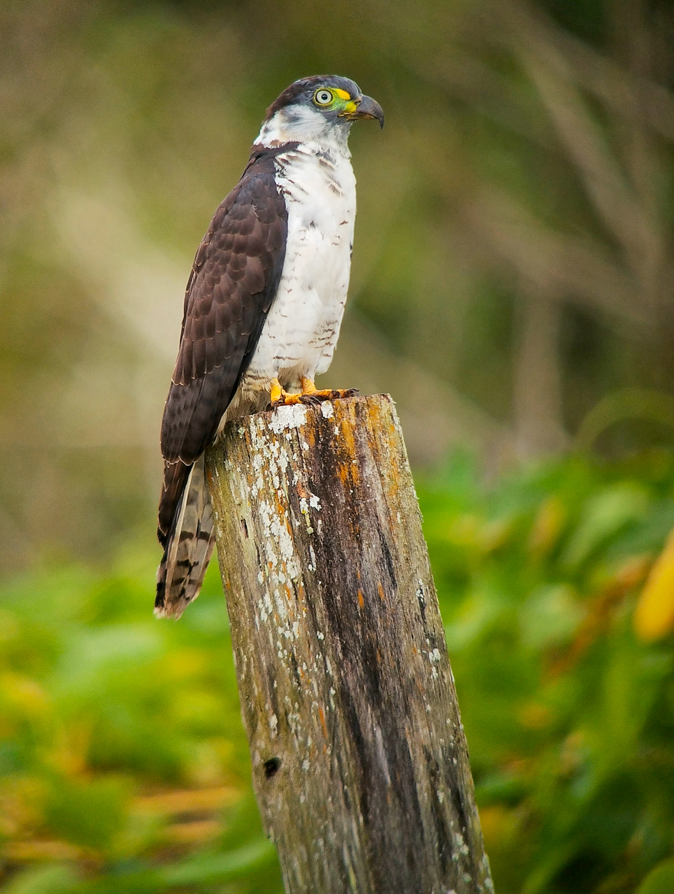 Hook-billed Kite