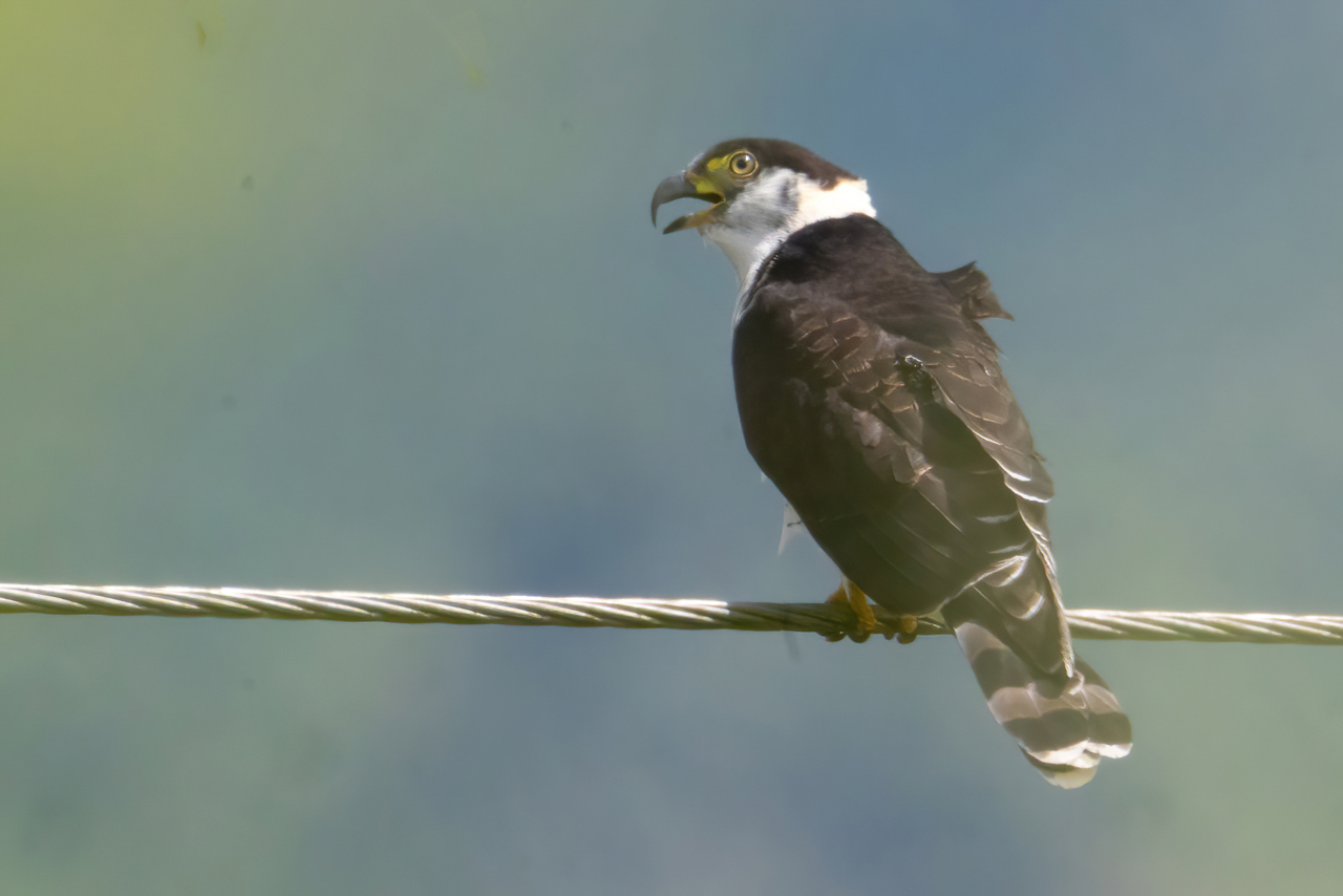 Hook-billed Kite