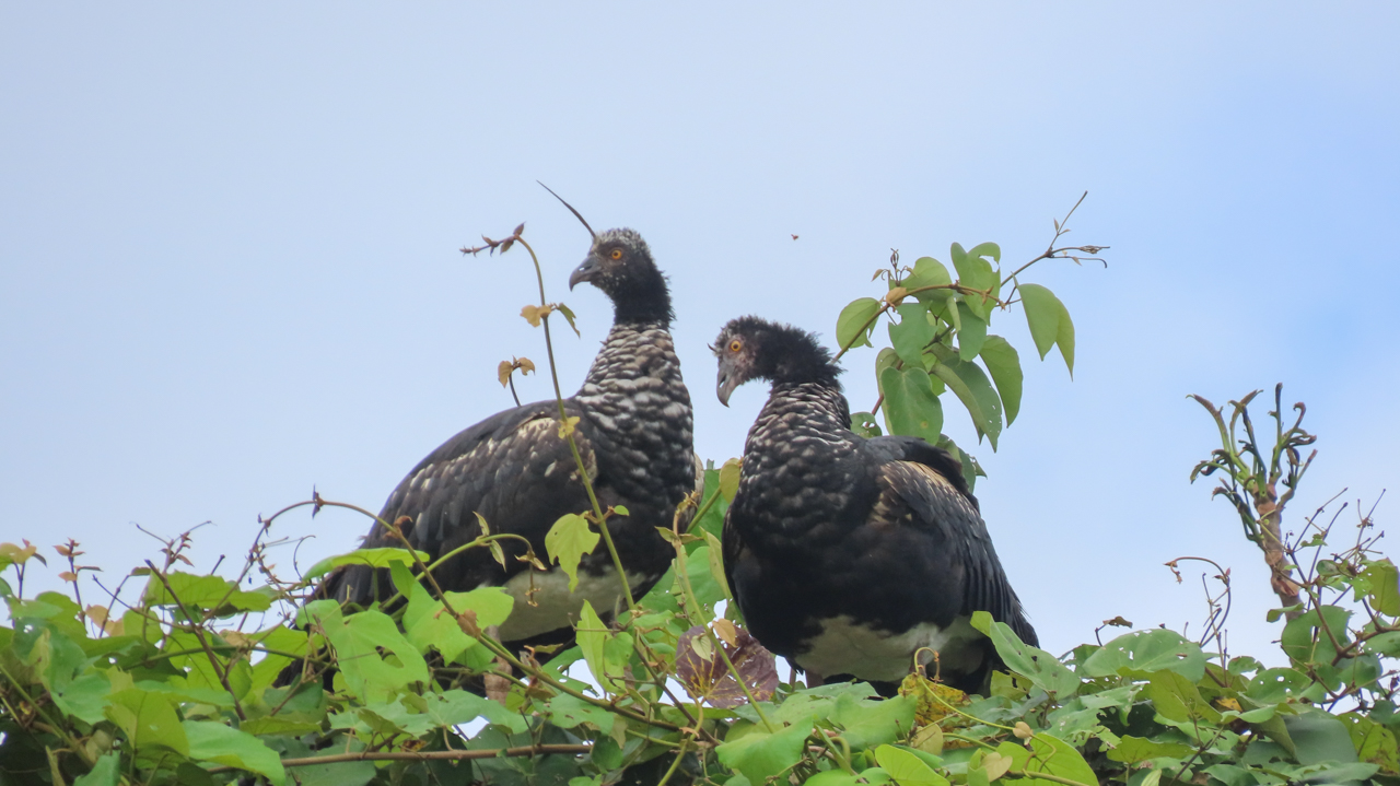 Horned Screamer
