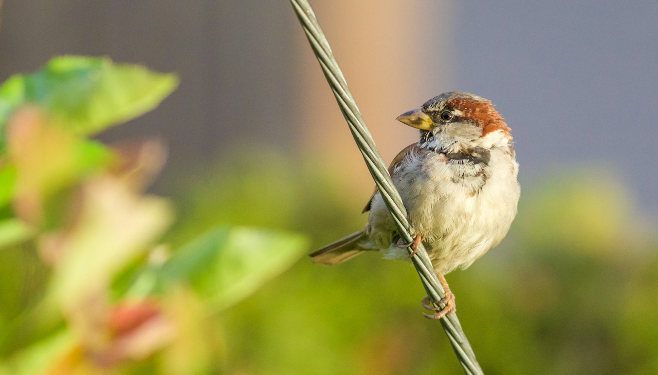 House Sparrow 