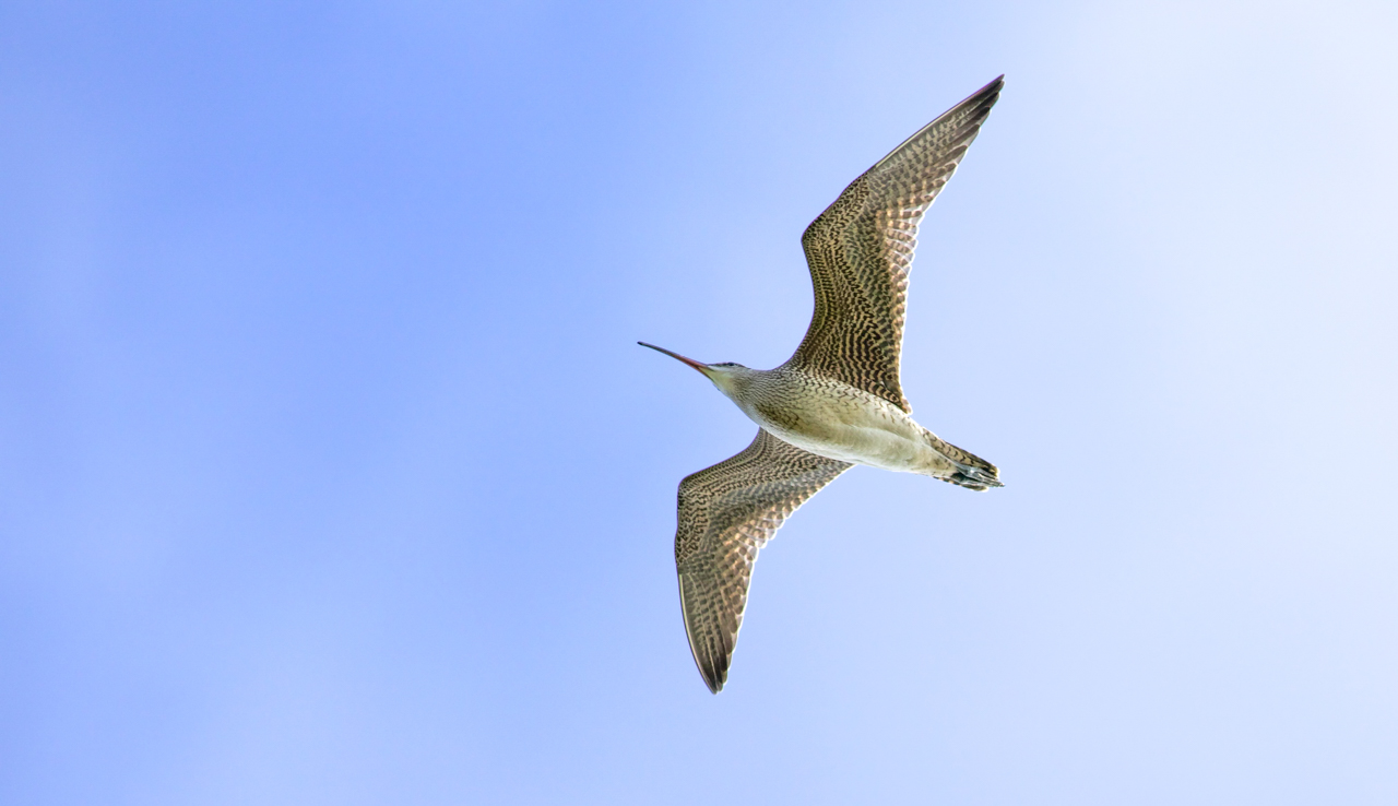 Hudsonian Whimbrel