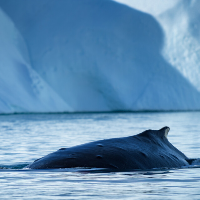 Humpback Whale