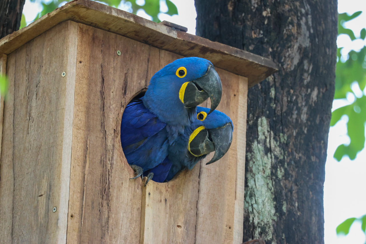 Hyacinth Macaw
