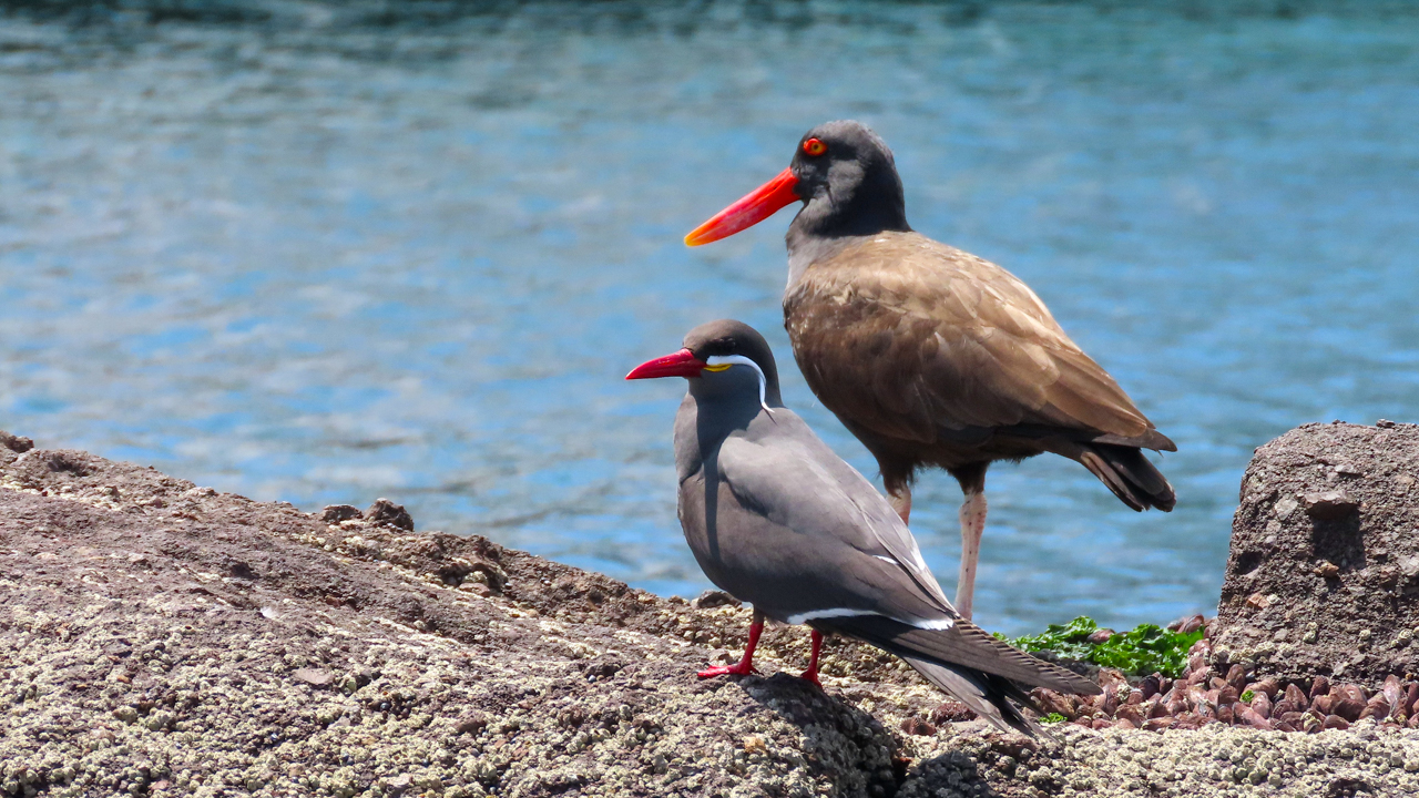 Inca Tern & Blackish Oystercatcher