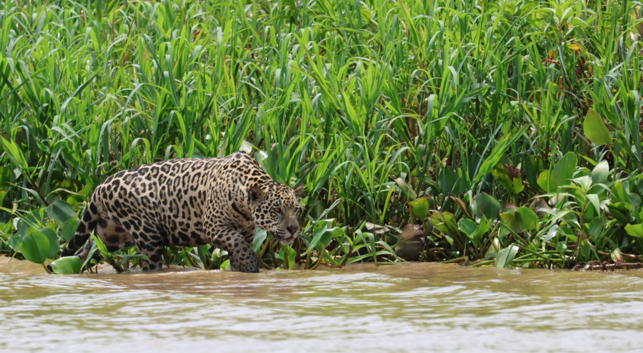 Jaguar