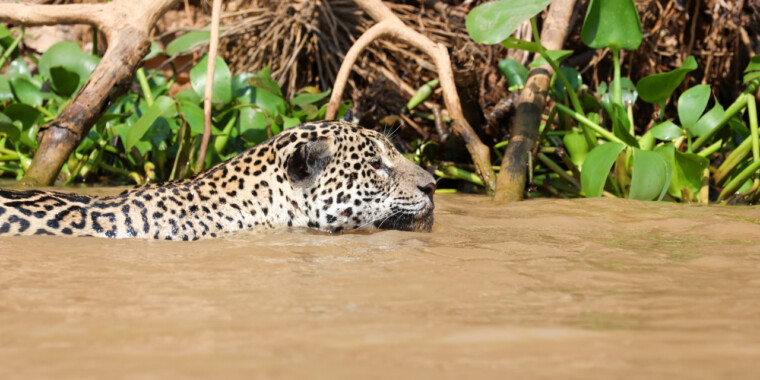 Brazil: Amazon & Pantanal Trip Report (Sep 25 - Oct 8, 2026)