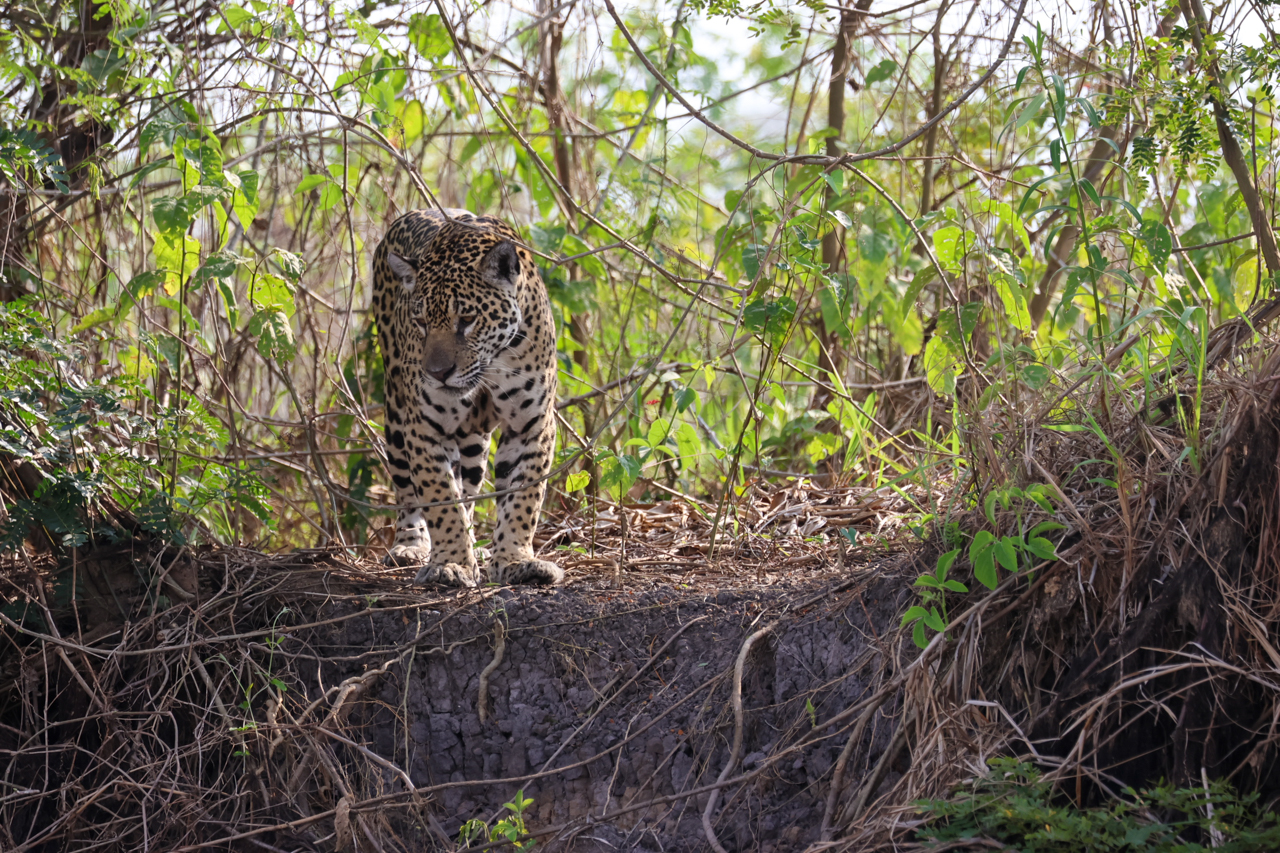 Jaguar