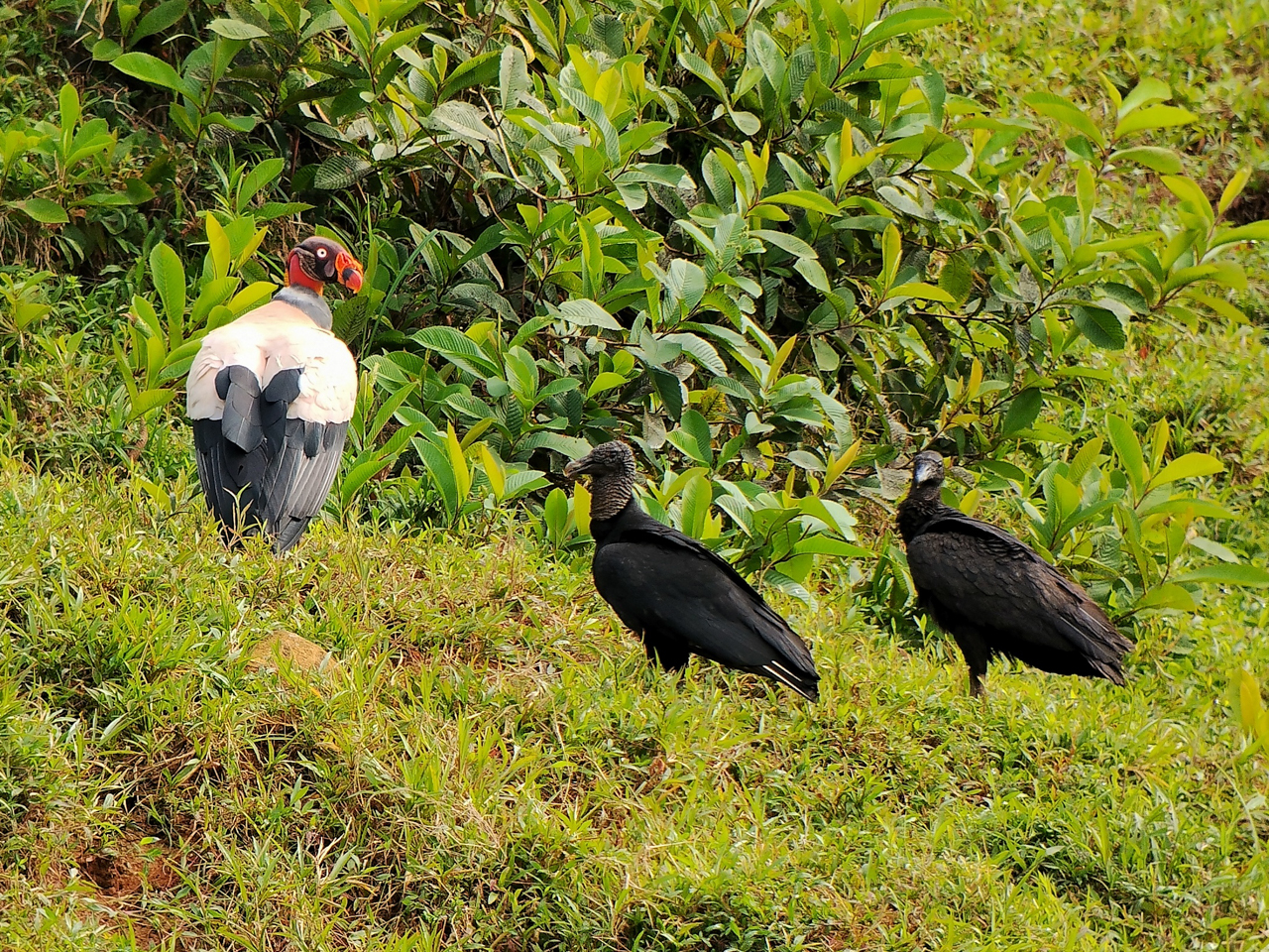 King Vulture and Black Vultures