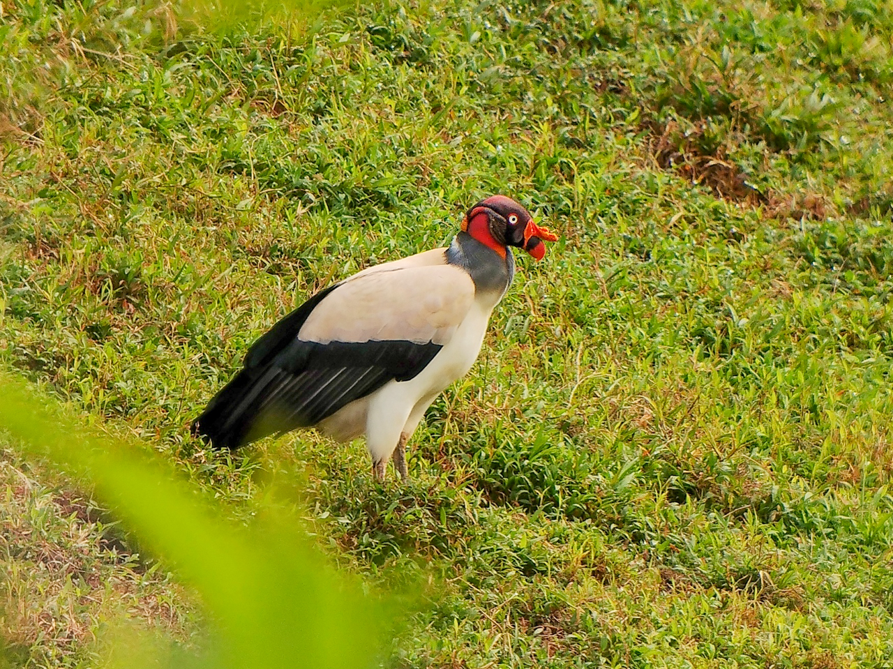 King Vulture