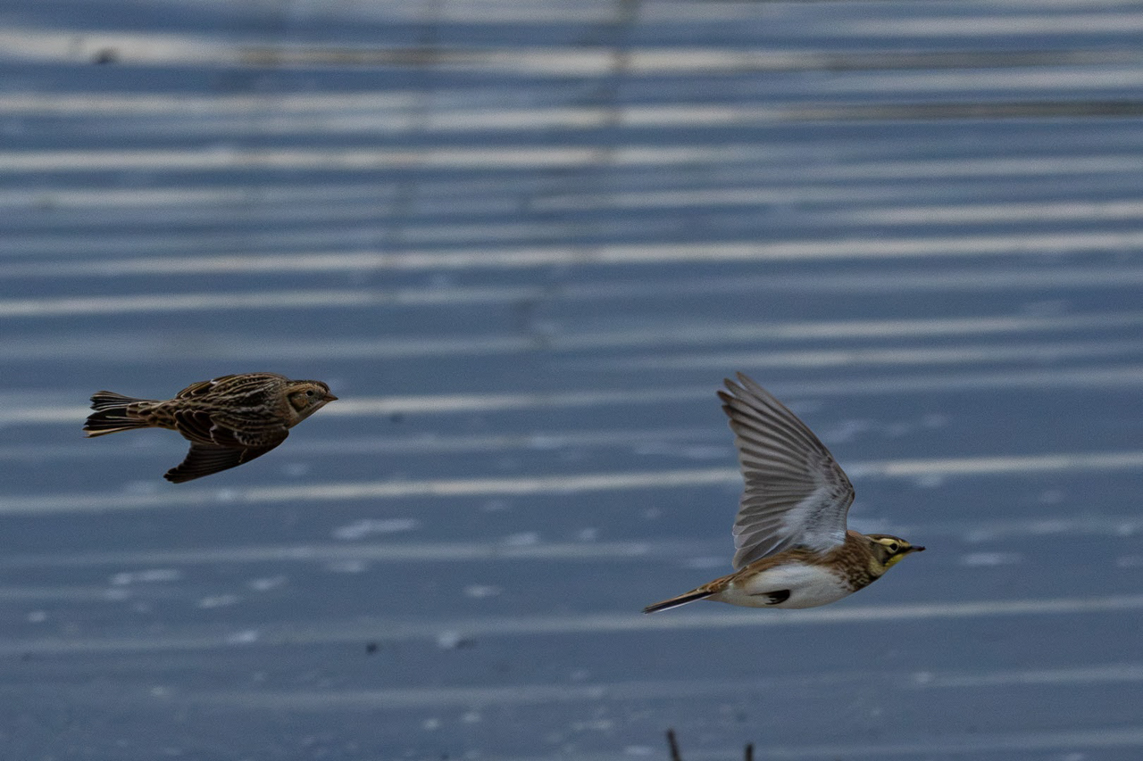 Lapland Longspur and Horned Lark