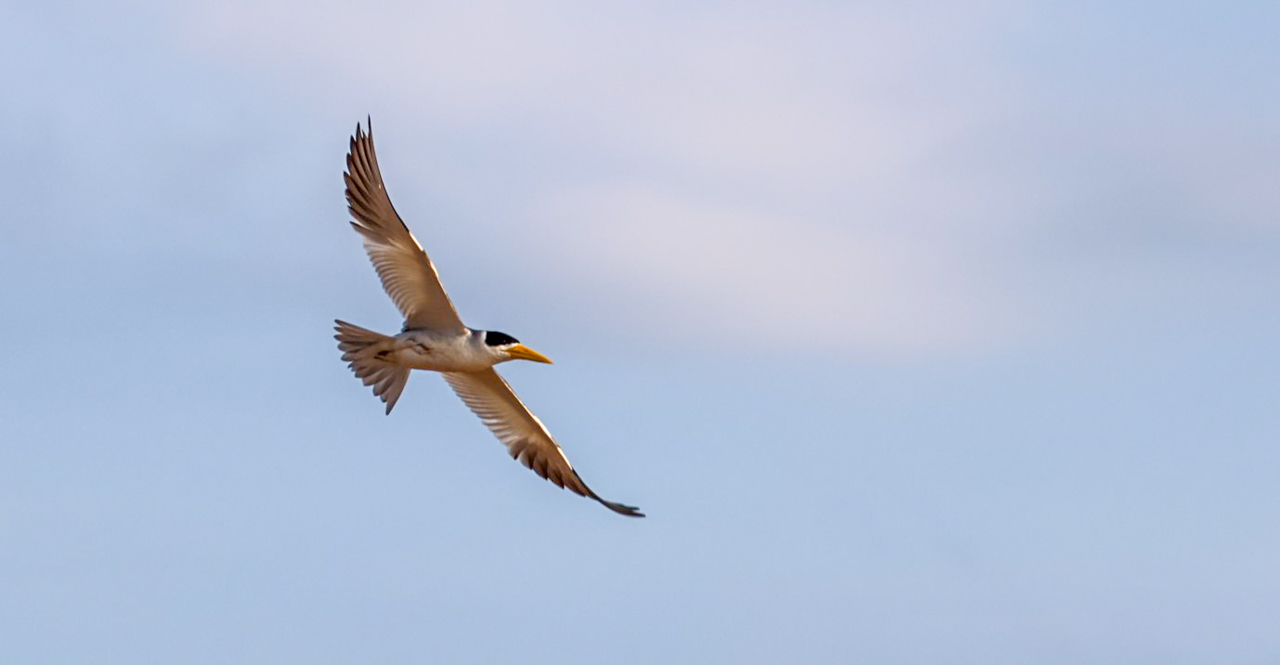 Large-billed Tern