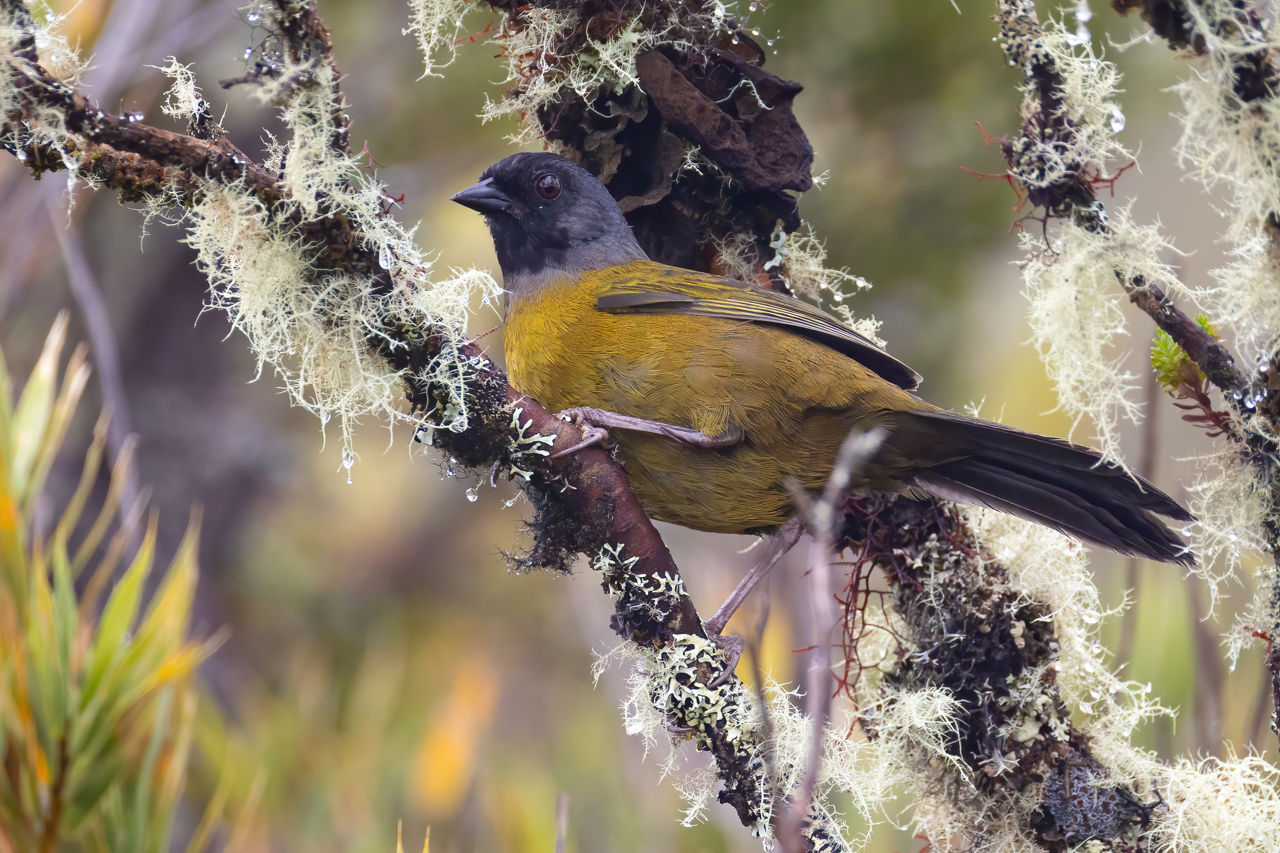 Large-footed Finch