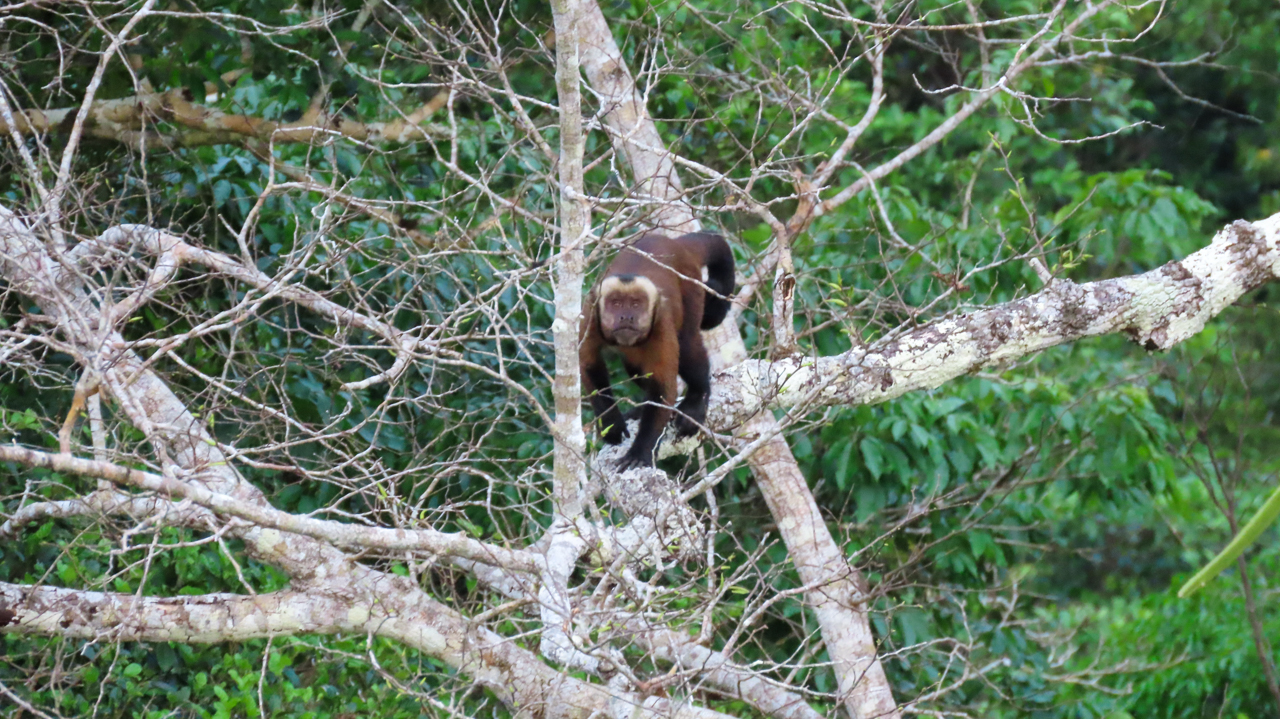 Large-headed Capuchin Monkey