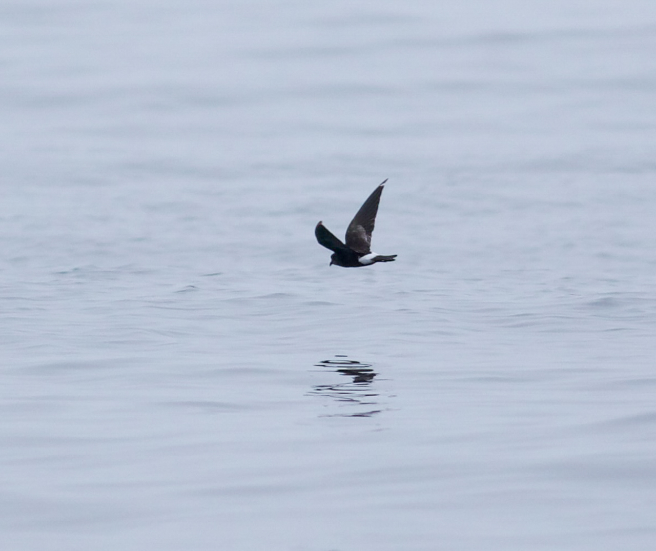 Leach's Storm Petrel 