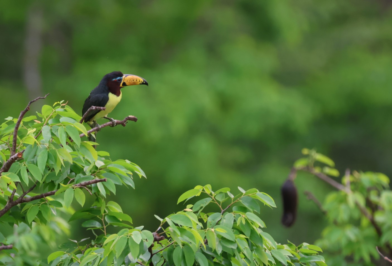 Lettered Aracari