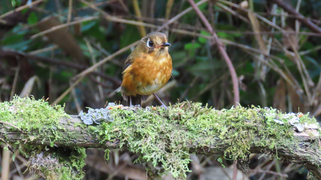 Leymebamba Antpitta