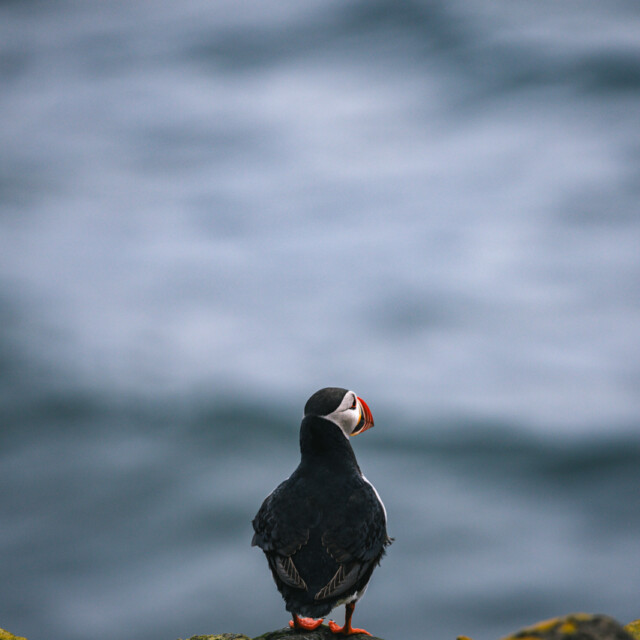 Puffin on Grímsey