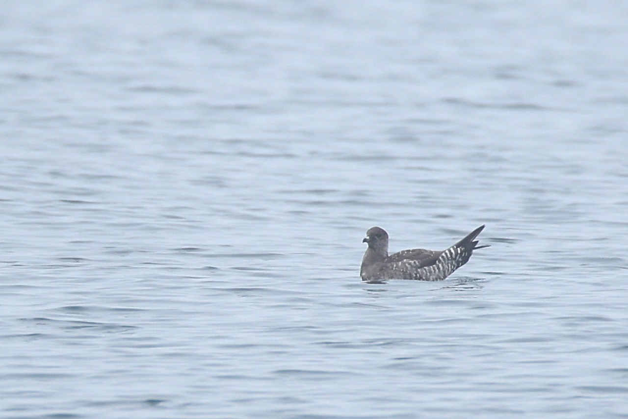 Long-tailed Jaeger 