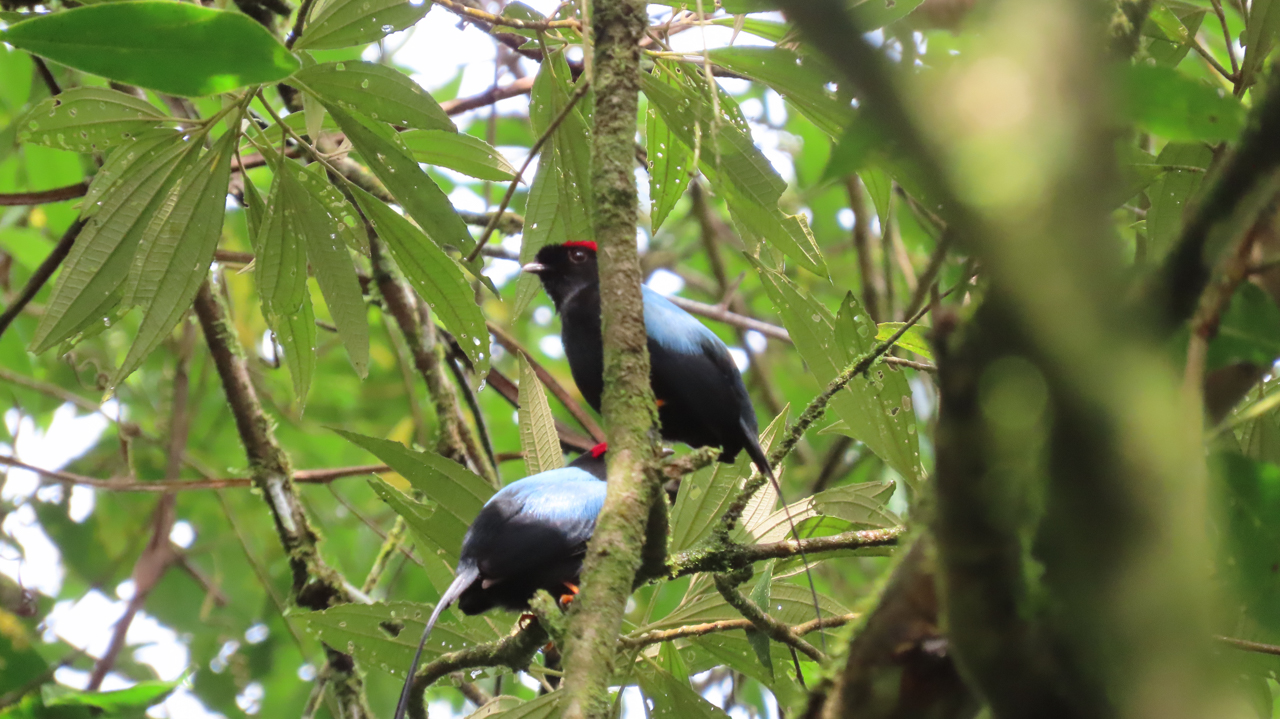 Long-tailed Manakin
