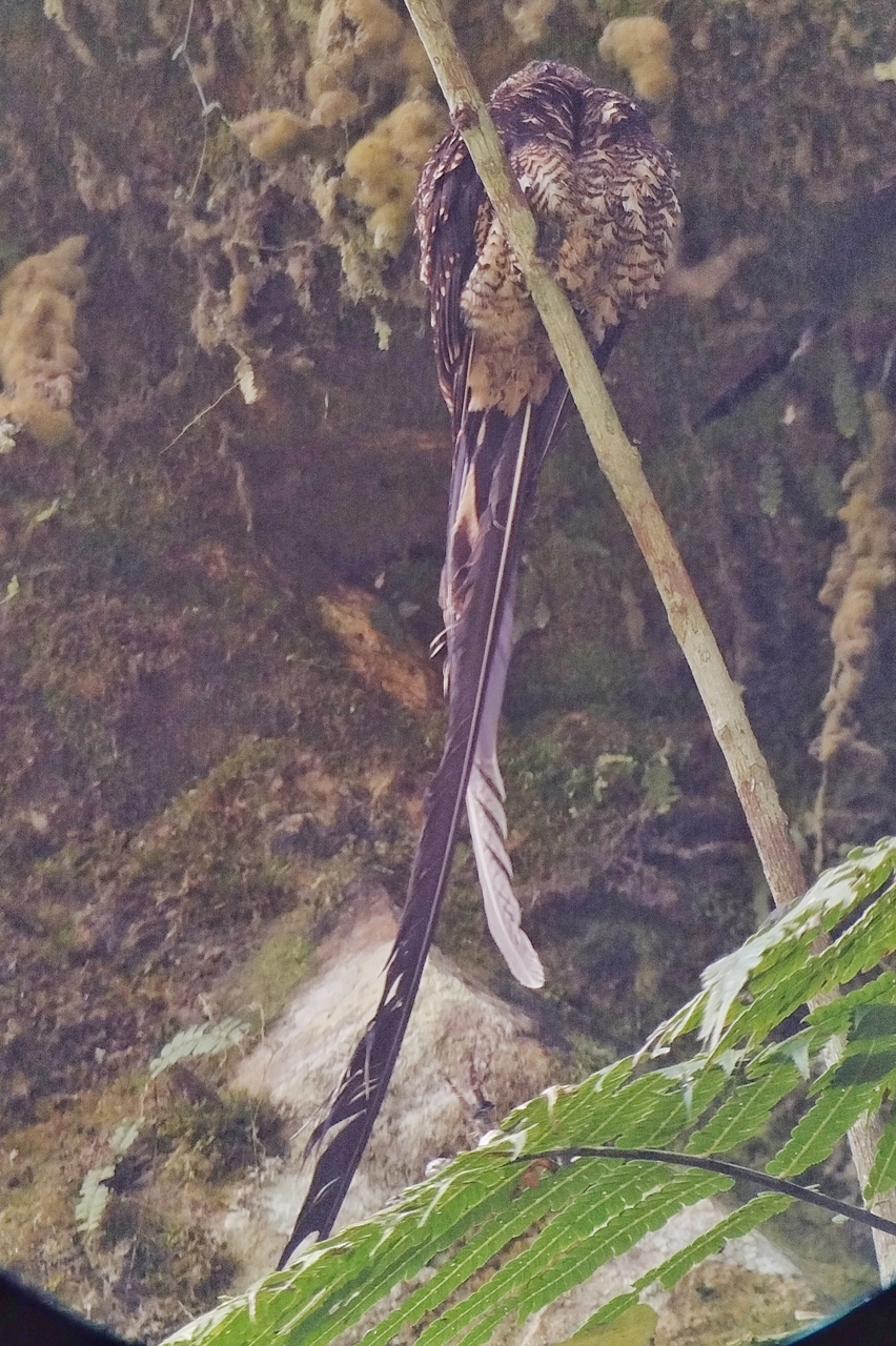 Lyre-tailed Nightjar