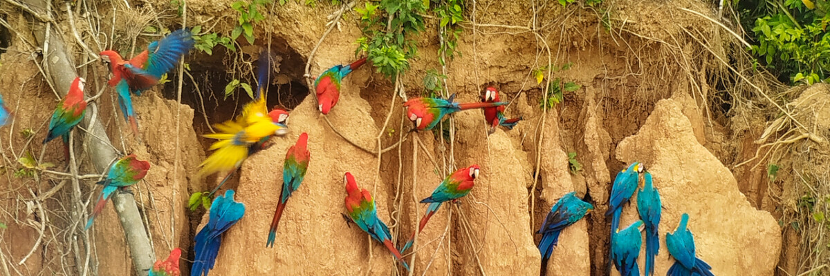 Southern Peru: Manu to Machu Picchu Trip Report (Sep 12 - 29, 2026)