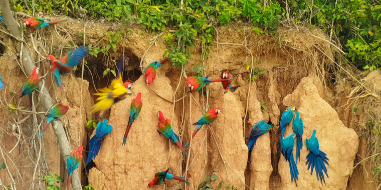 Southern Peru: Manu to Machu Picchu Trip Report (Sep 12 - 29, 2026)
