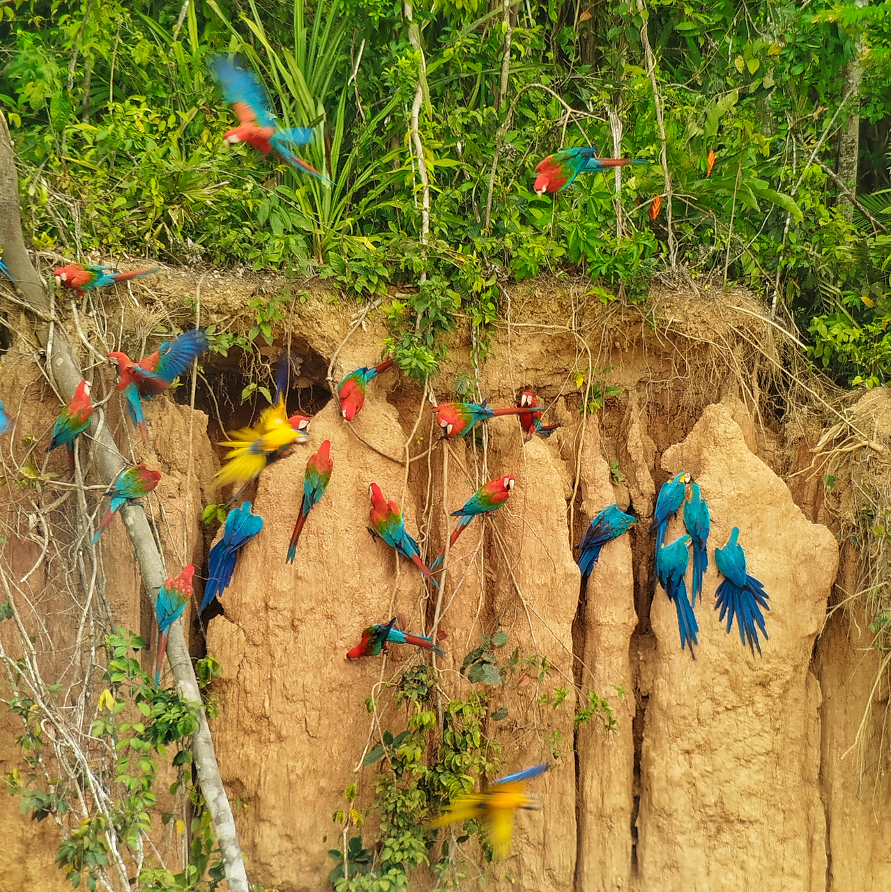 Macaw Claylick
