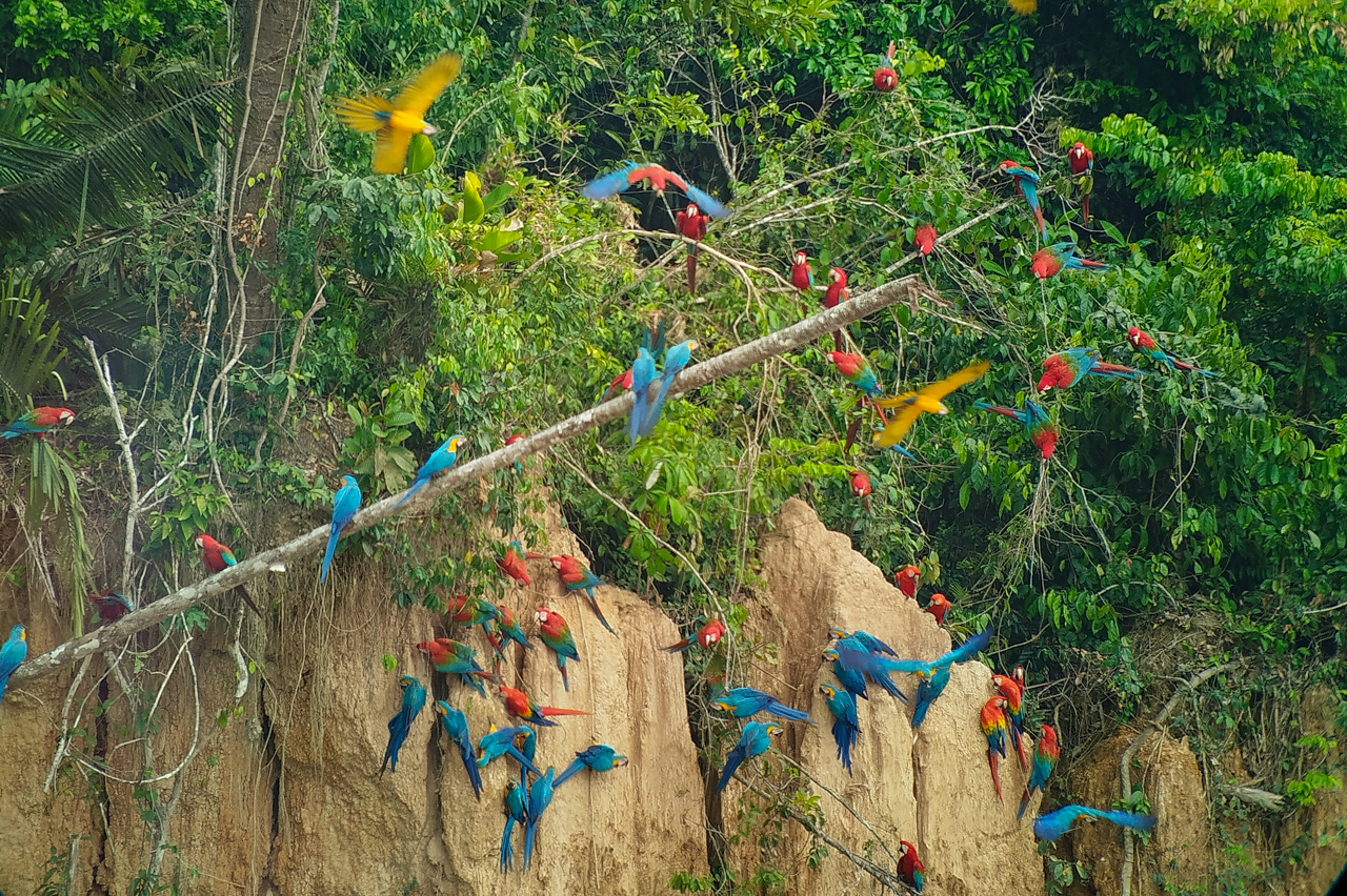 Macaw Claylick