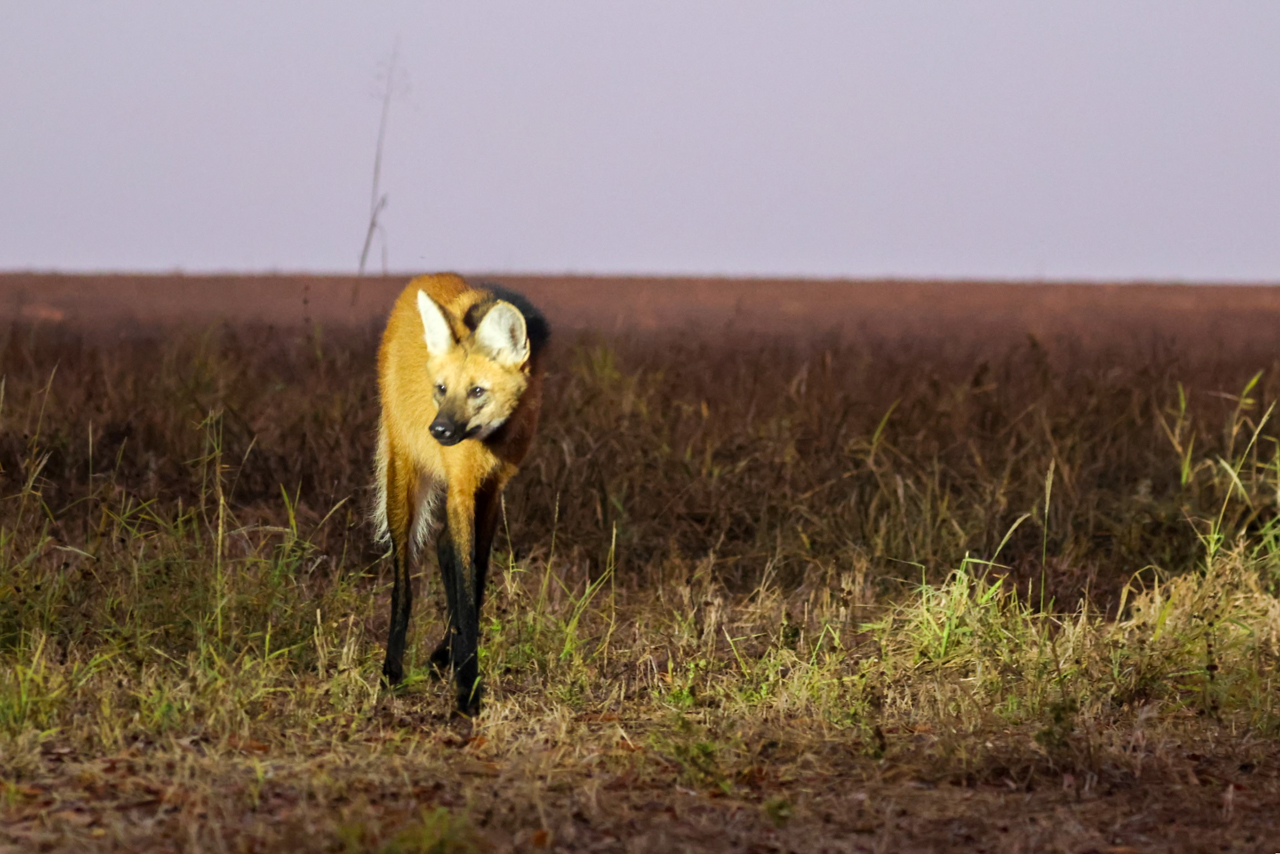 Maned Wolf
