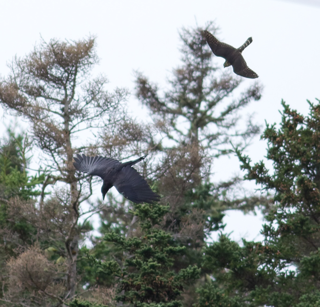 Merlin chasing Raven