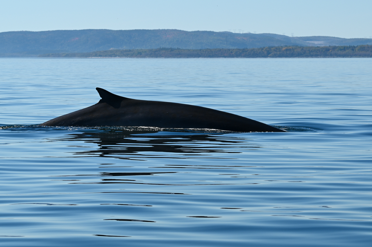 Minke Whale