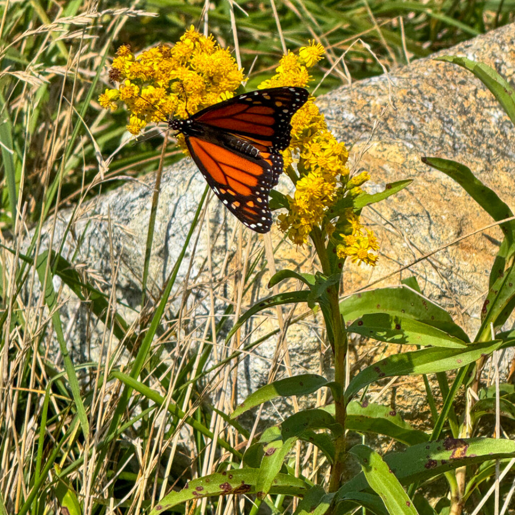 Monarch