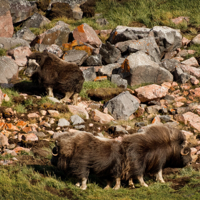 Muskox