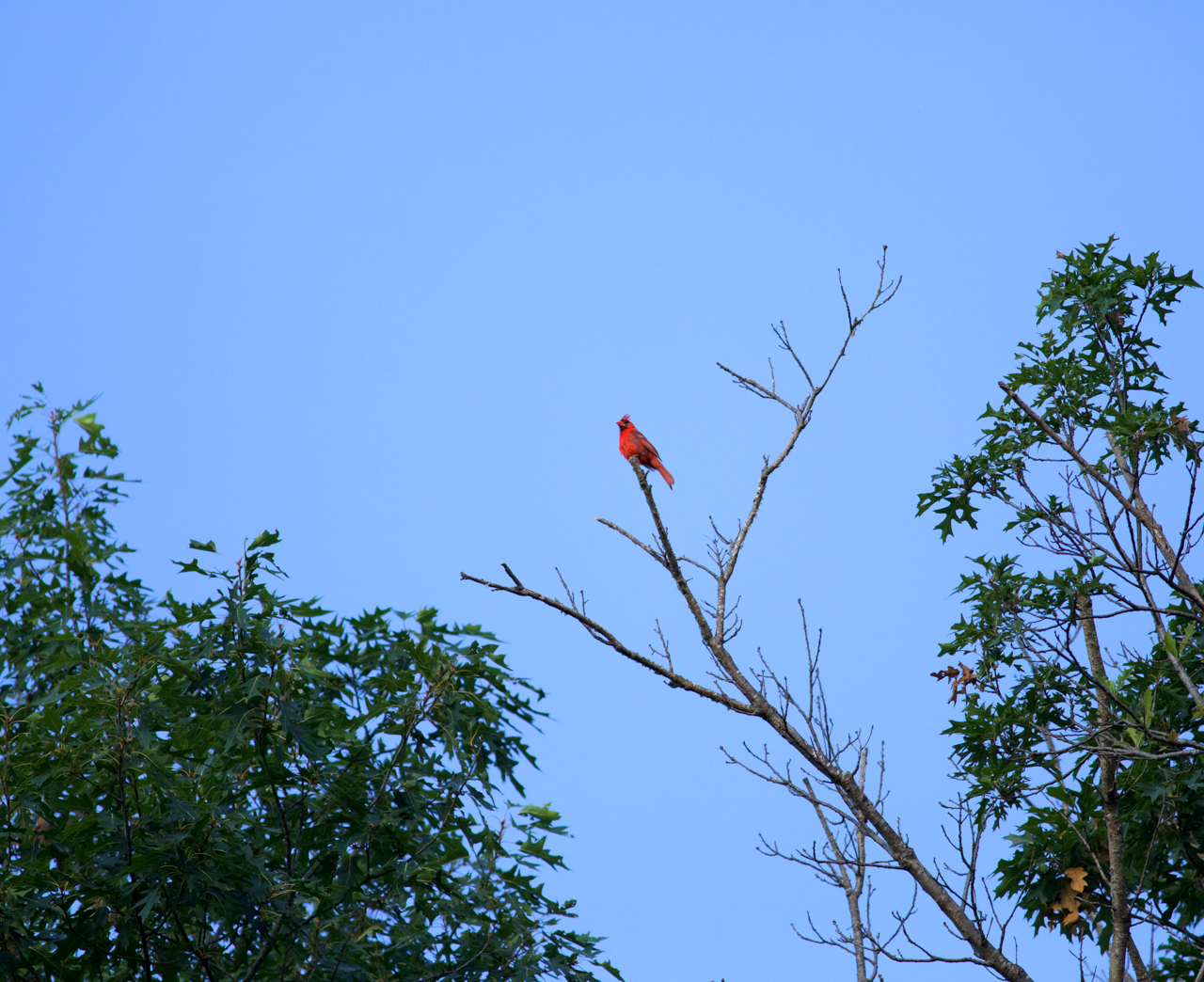 Northern Cardinal