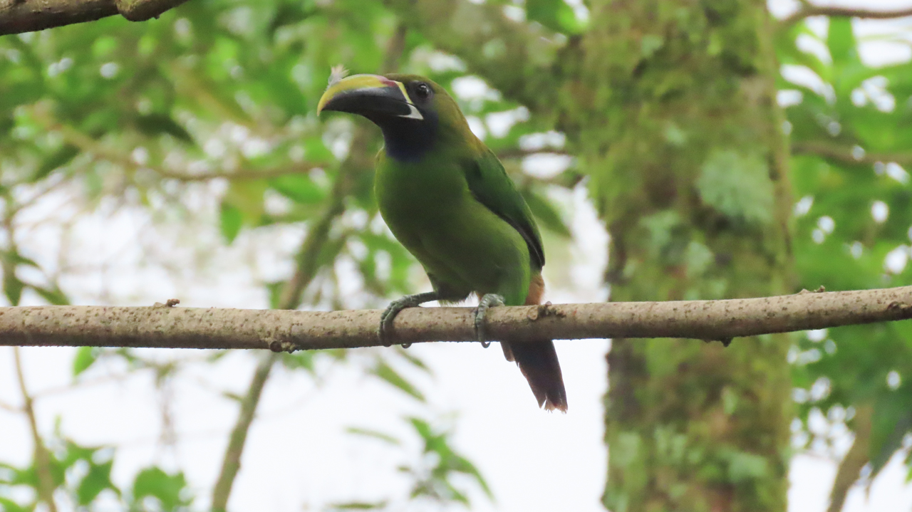 Northern Emerald Toucanet