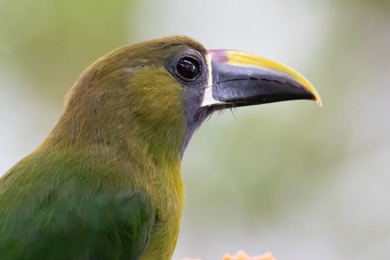 Northern Emerald-Toucanet