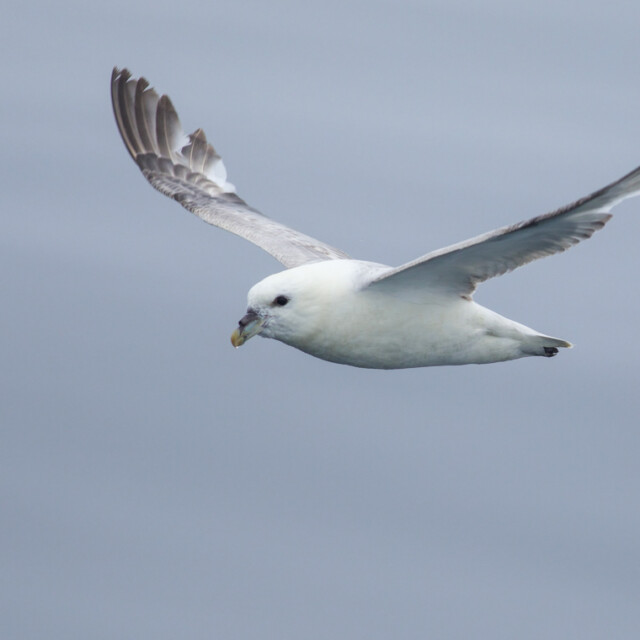 Northern Fulmar Logan Lalonde