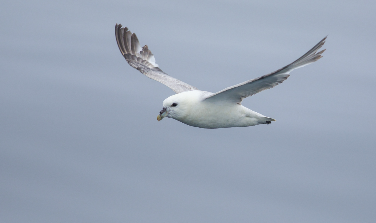 Northern Fulmar 