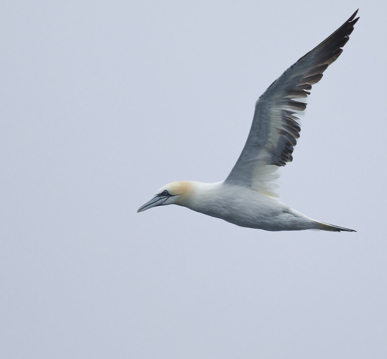 Northern Gannet (Subadult)