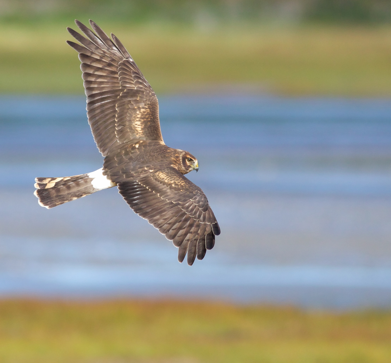 Northern Harrier female 