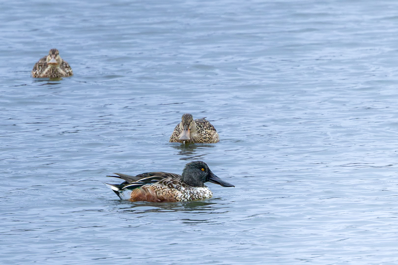 Northern Shovelers