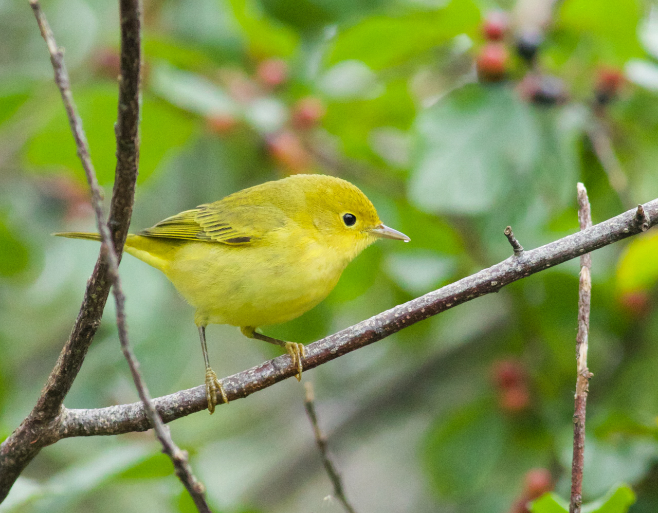 Northern Yellow Warbler